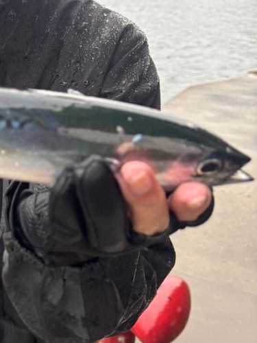 ソウダガツオの釣果