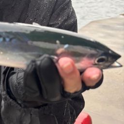 ソウダガツオ