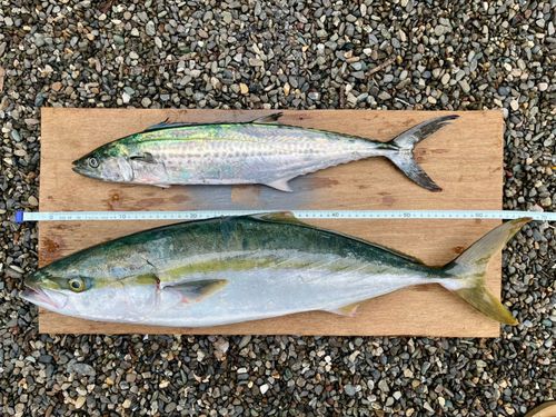 サゴシの釣果