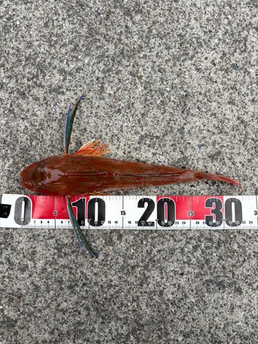 ホウボウの釣果