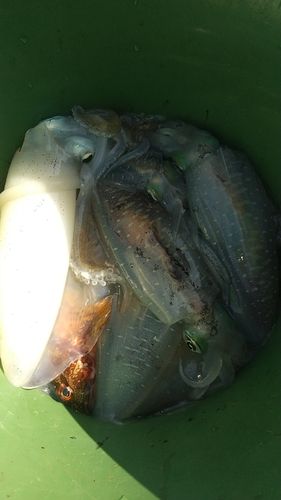 イカの釣果