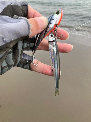 イワシの釣果