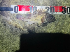 ソイの釣果