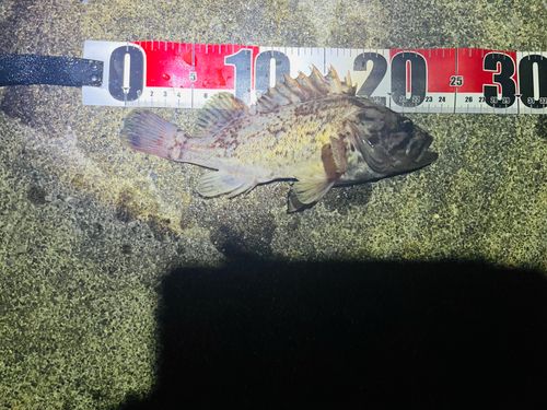 ソイの釣果