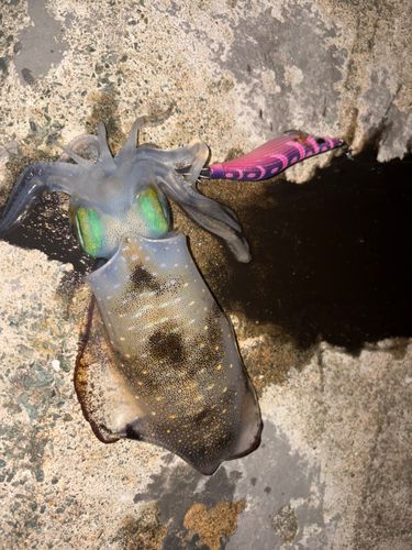 アオリイカの釣果