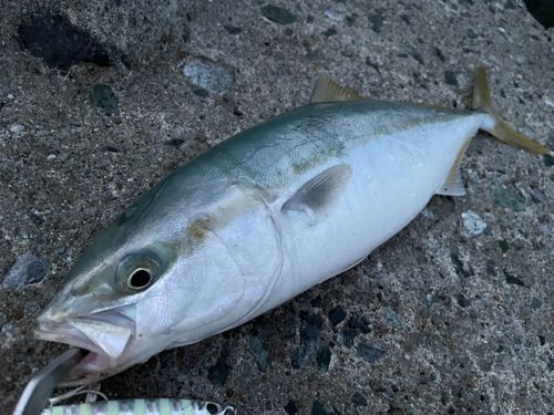 ワカシの釣果