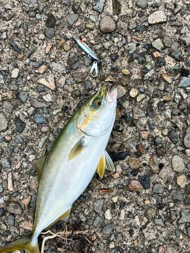 コゾクラの釣果