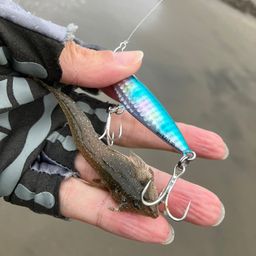 メゴチ