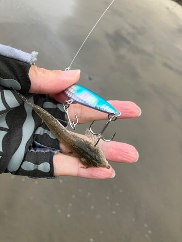 メゴチの釣果