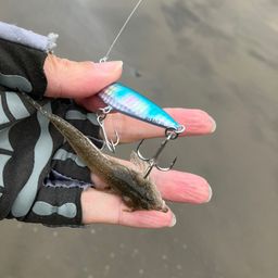 メゴチ