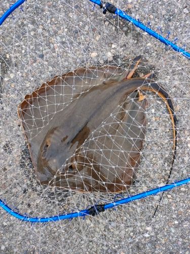 エイの釣果
