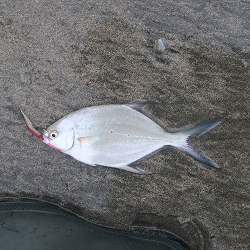 メッキの釣果