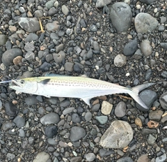 サゴシの釣果