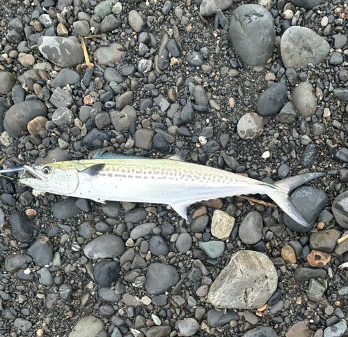 サゴシの釣果