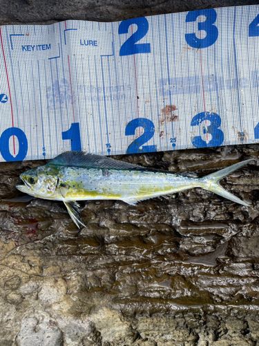 シイラの釣果