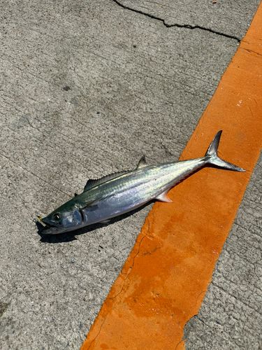 サゴシの釣果