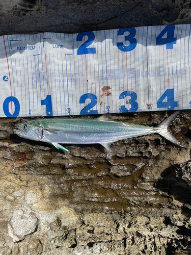 サゴシの釣果