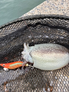 シリヤケイカの釣果