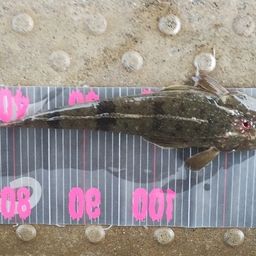 マゴチ