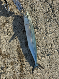 サゴシの釣果