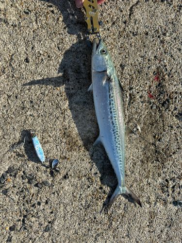 サゴシの釣果