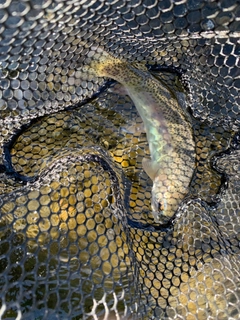 ニジマスの釣果