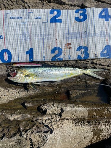 シイラの釣果