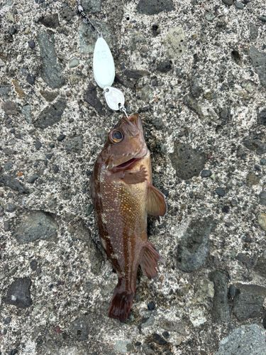 エゾメバルの釣果