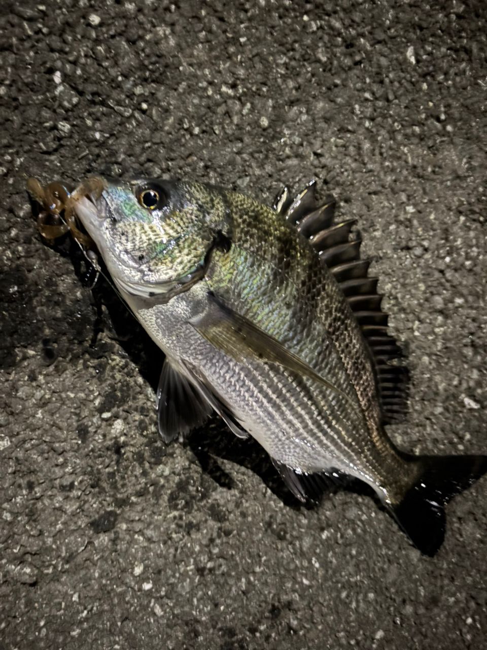 チヌ
