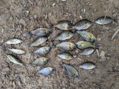 ブラックバスの釣果