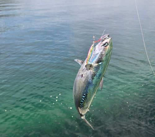 ヒラソウダの釣果