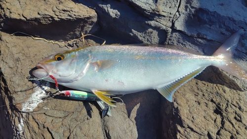 ネリゴの釣果