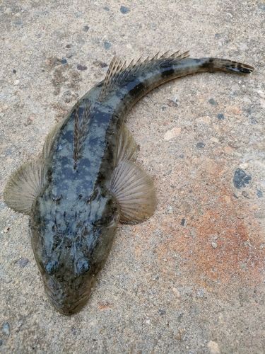 マゴチの釣果