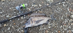 チヌの釣果