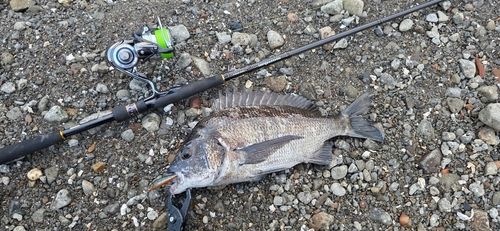 ZX-6Rの橋柿 さんの 2025年11月16日のヤズの釣り・釣果情報(熊本県