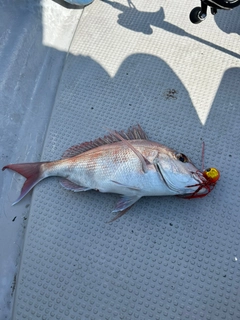 タイの釣果