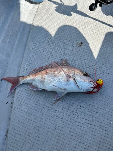 タイの釣果