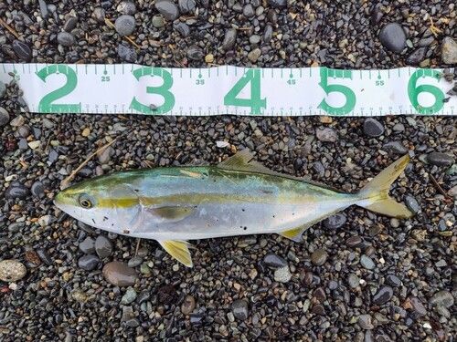 イナダの釣果