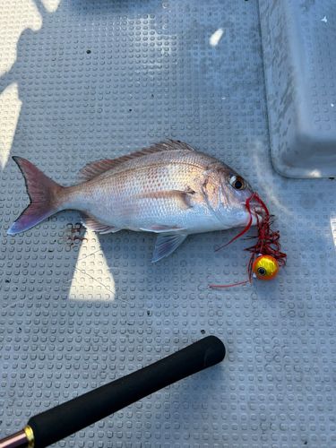 タイの釣果