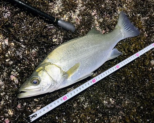 フッコ（ヒラスズキ）の釣果