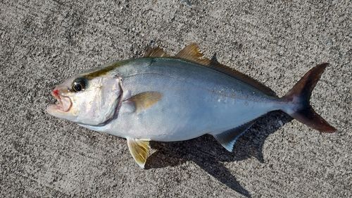 ネリゴの釣果