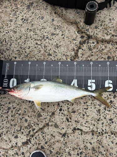 ハマチの釣果