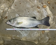 フッコ（ヒラスズキ）の釣果