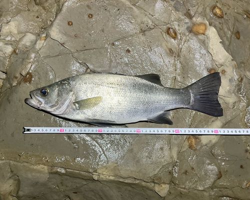 フッコ（ヒラスズキ）の釣果