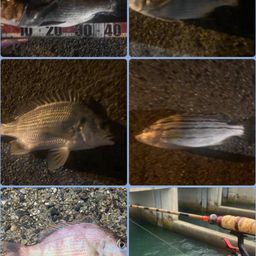 クロダイ