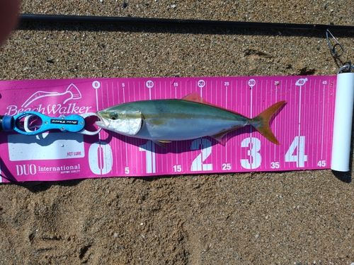 ヤズの釣果