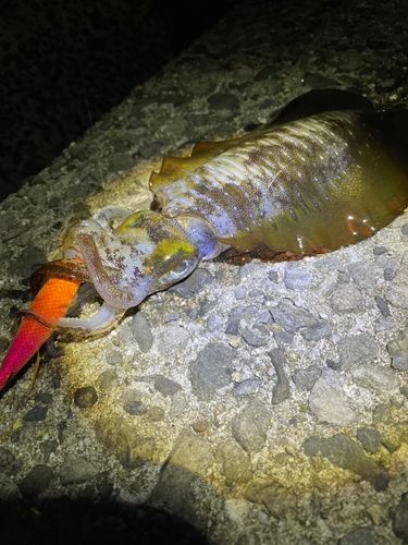 アオリイカの釣果