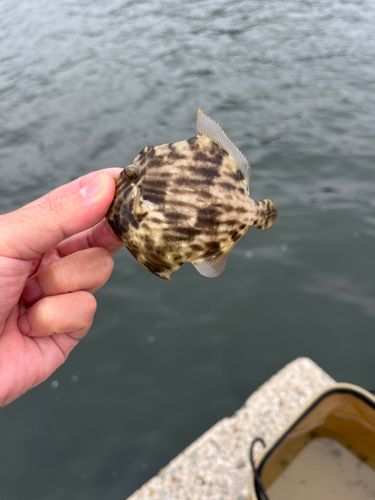 カワハギの釣果