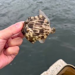 カワハギ