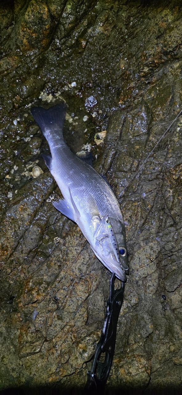 セイゴ（ヒラスズキ）